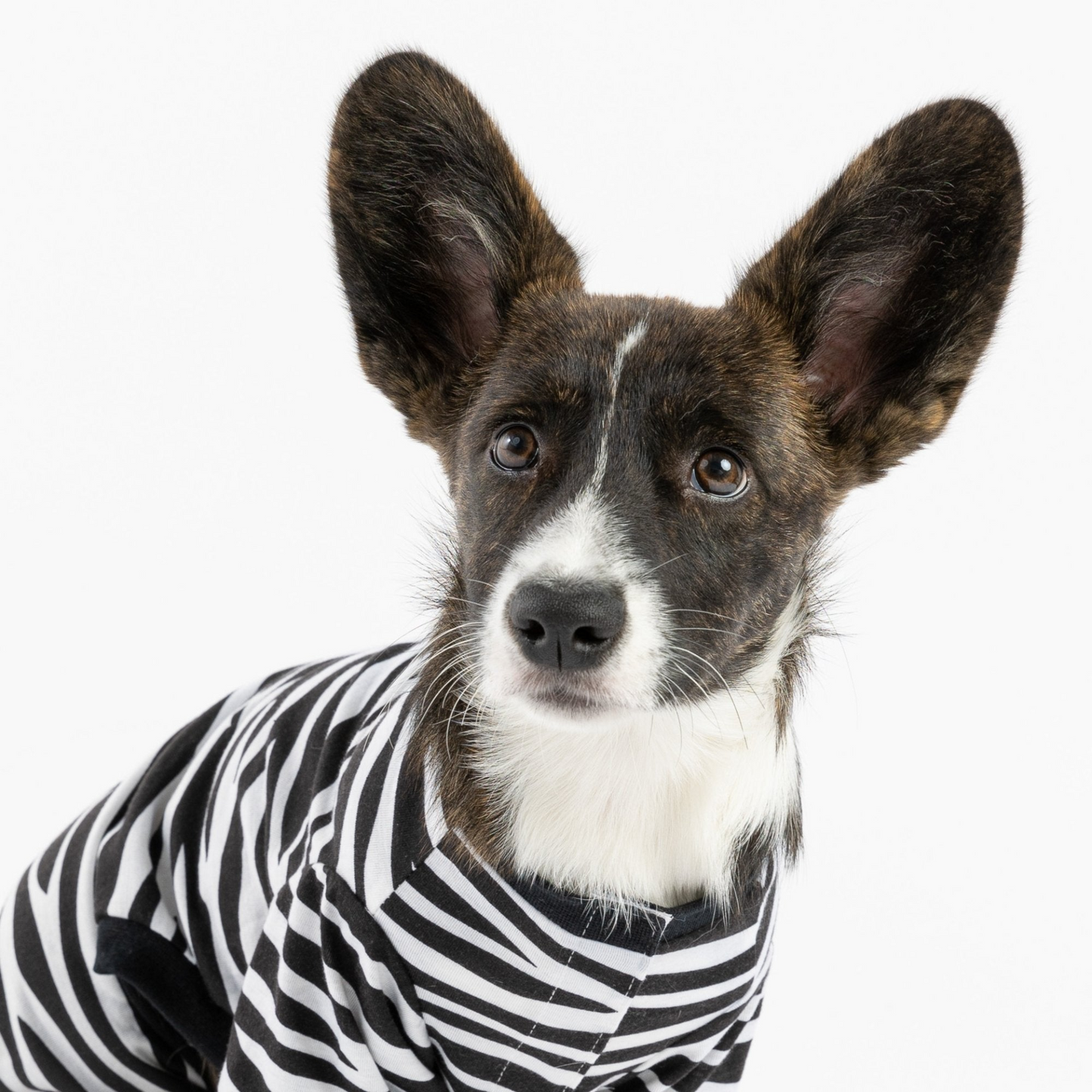 Matching Human & Dog Pajama - Zebra