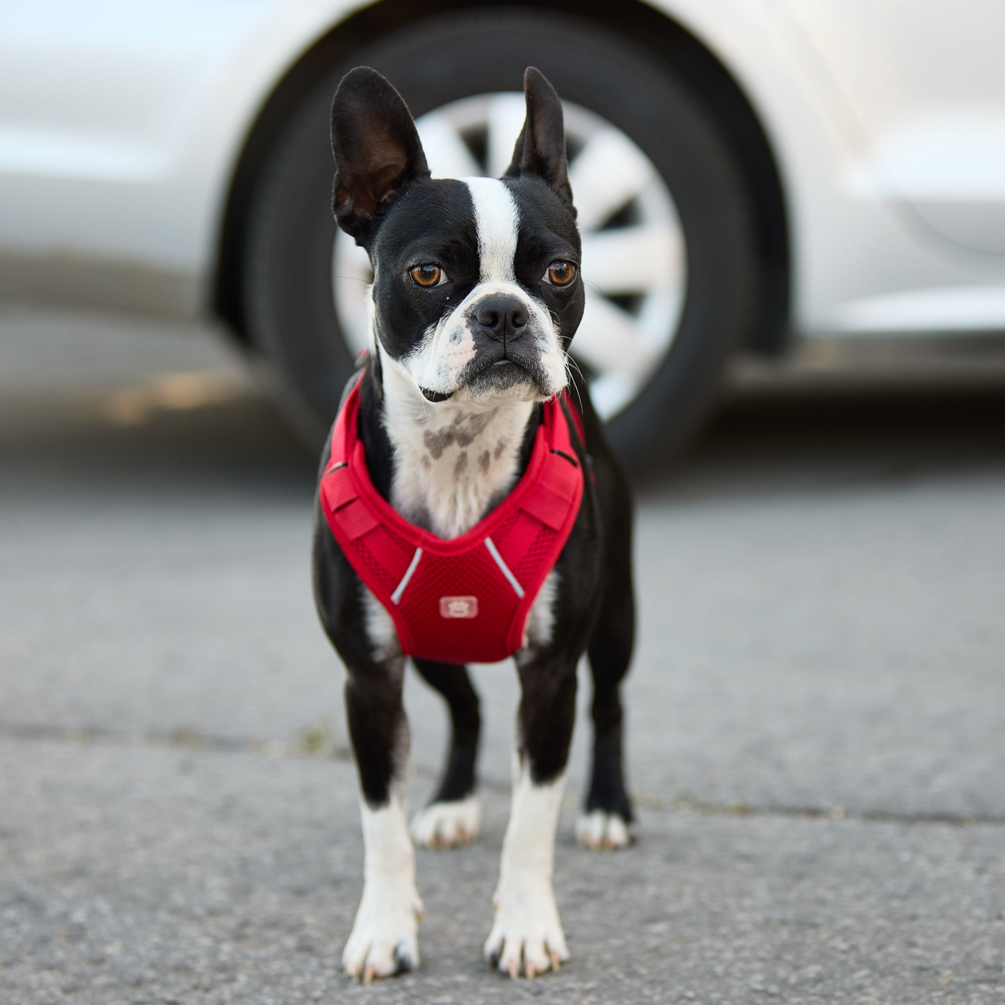 Travel Harness-Red