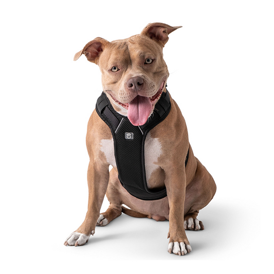 Travel Harness- Black