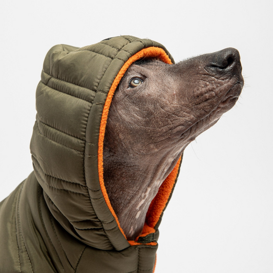 Noah Dog Jacket - Cypress