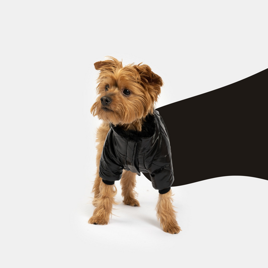 Phoenix Dog Jacket - Black