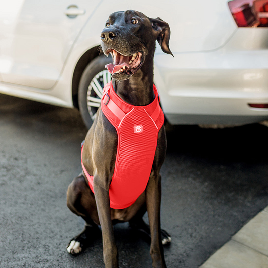 Travel Harness-Red