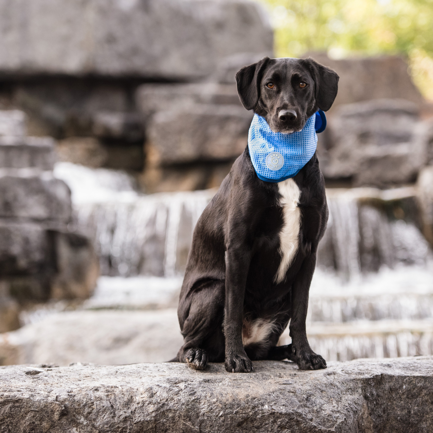 ICE BAND-Dog Cooling Bandana