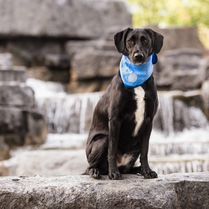 ICE BAND-Dog Cooling Bandana