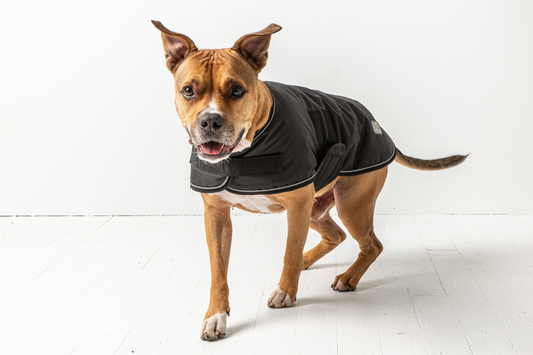 Dog Blanket Jacket - Black