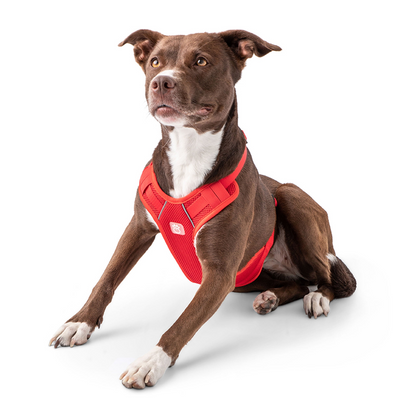 Travel Harness-Red